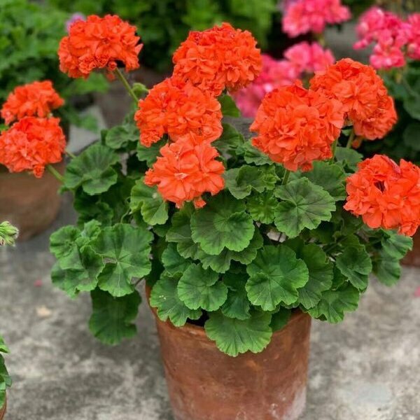 直立天竺葵花花苗莫瑞murray室内阳台庭院盆栽时令草本花卉