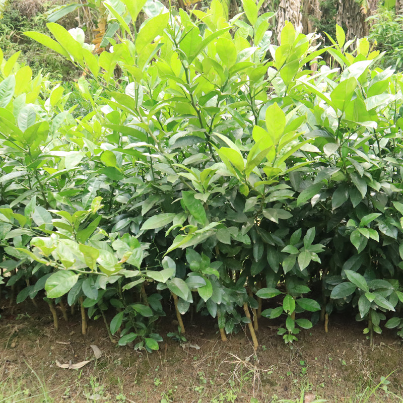 青柠檬越南小青柠檬苗苗盆栽果树树苗当年结果果树