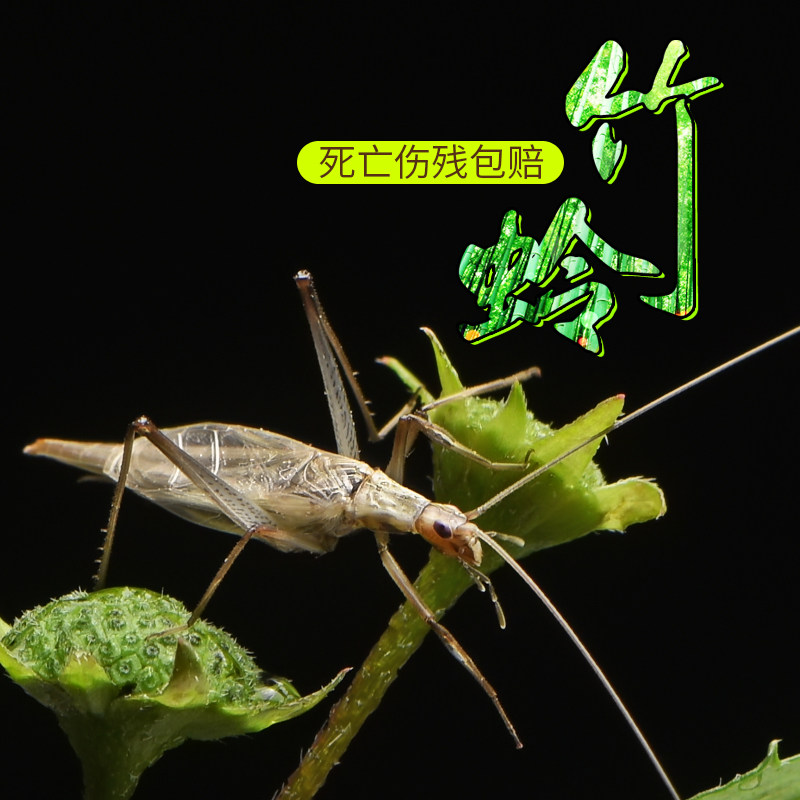 竹蛉人工活体鸣虫柬埔寨野生竹蛉盒有机筒子虫具特色爬宠