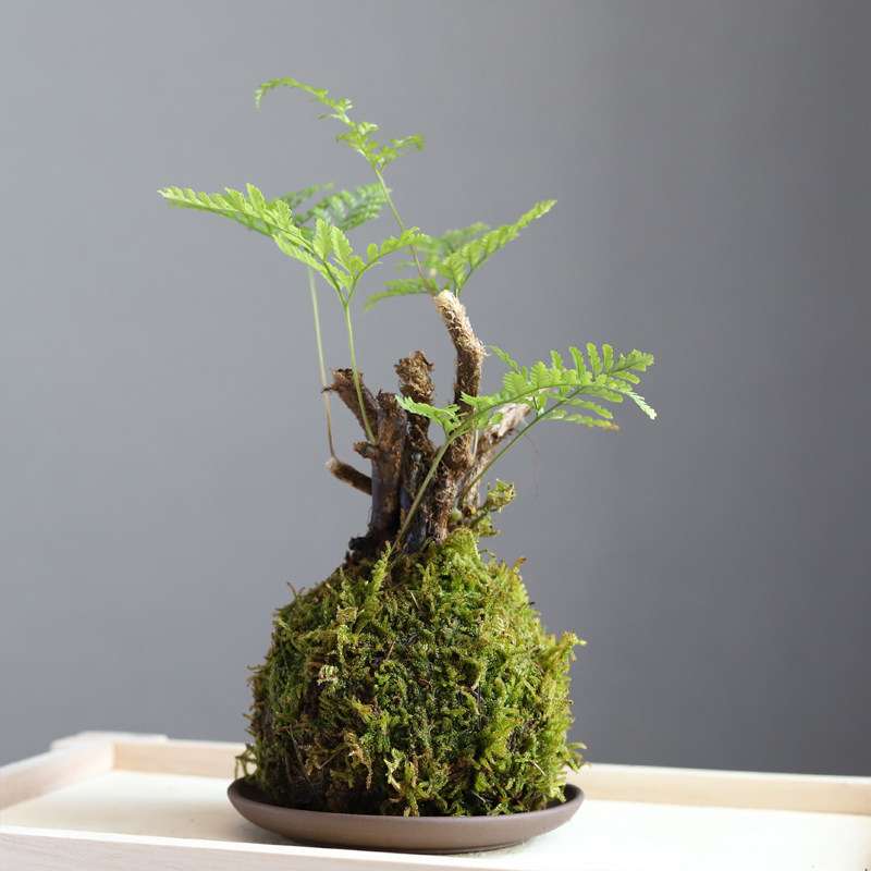 狼尾一叶紫琪蕨水绿植迷你盆栽办公桌书房摆件造型盆景