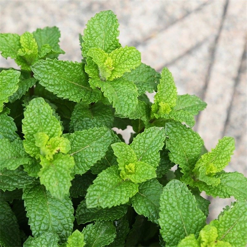 家庭园艺绿色猫薄荷食用柠檬大叶香水水种子四季育苗盘
