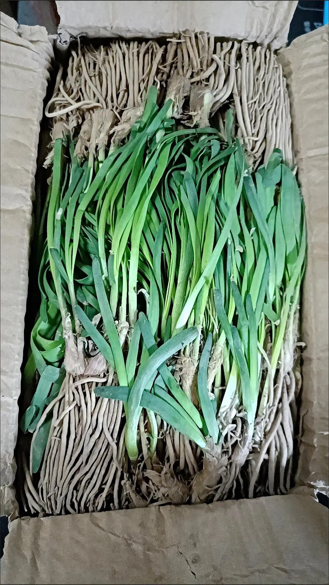 韭菜种子根苗现挖紫红根宽叶四季阳台种菜盆栽育苗盘