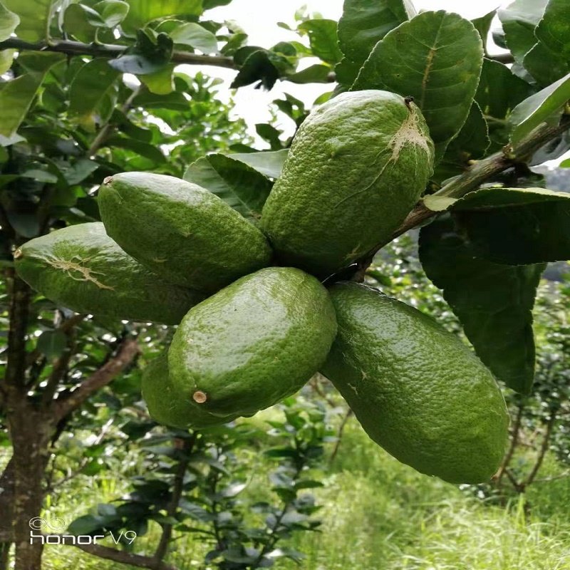 果香香橼果枸橼云南普特产水果零食香炎圆果佛手果