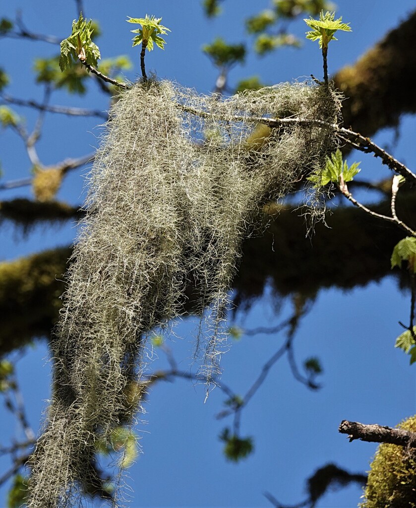 植物炼金术松萝高原针叶林采集苔香深林之味香制香薰香料