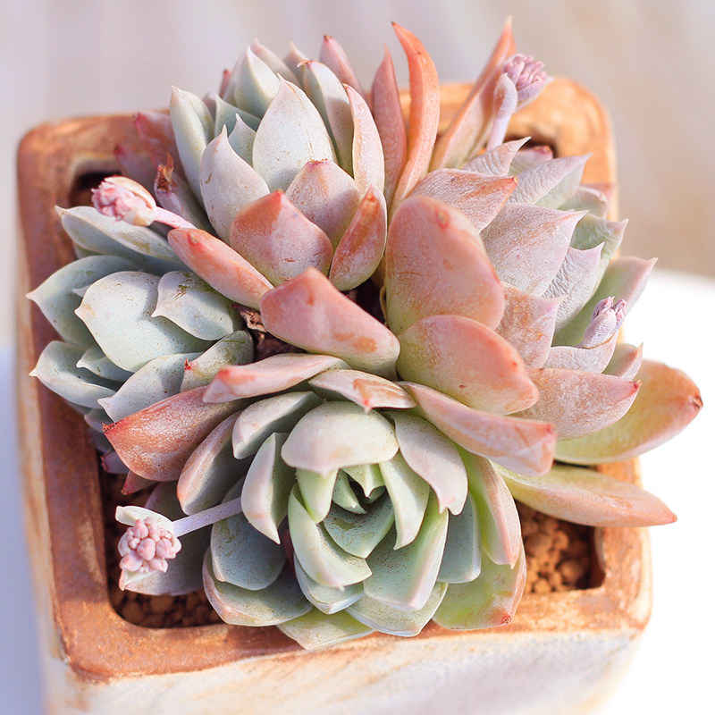 多肉植物木樨甜心5cm多肉植物