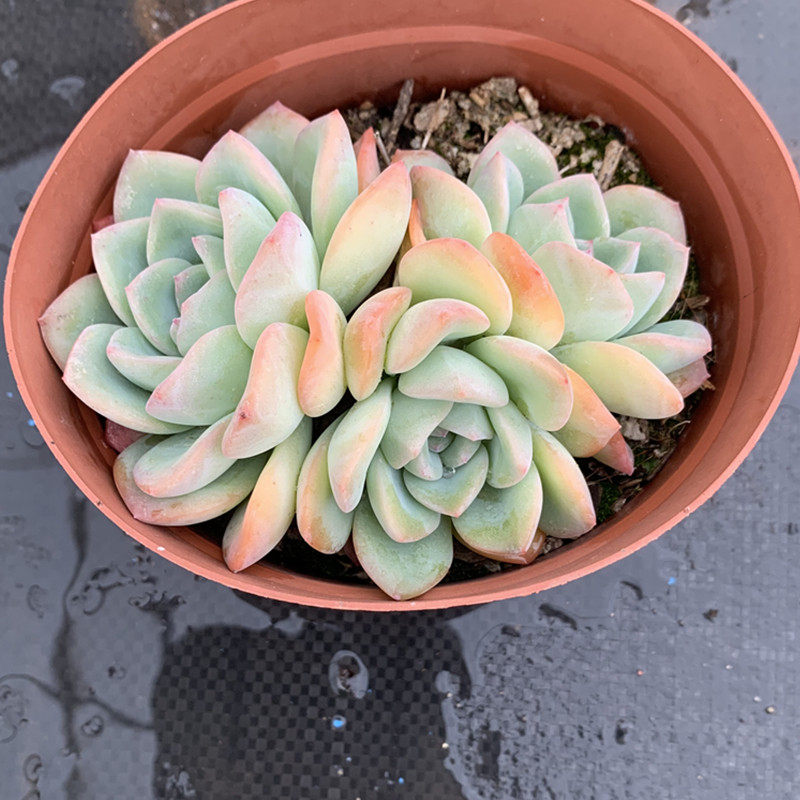 多肉植物轰动7cm多肉植物