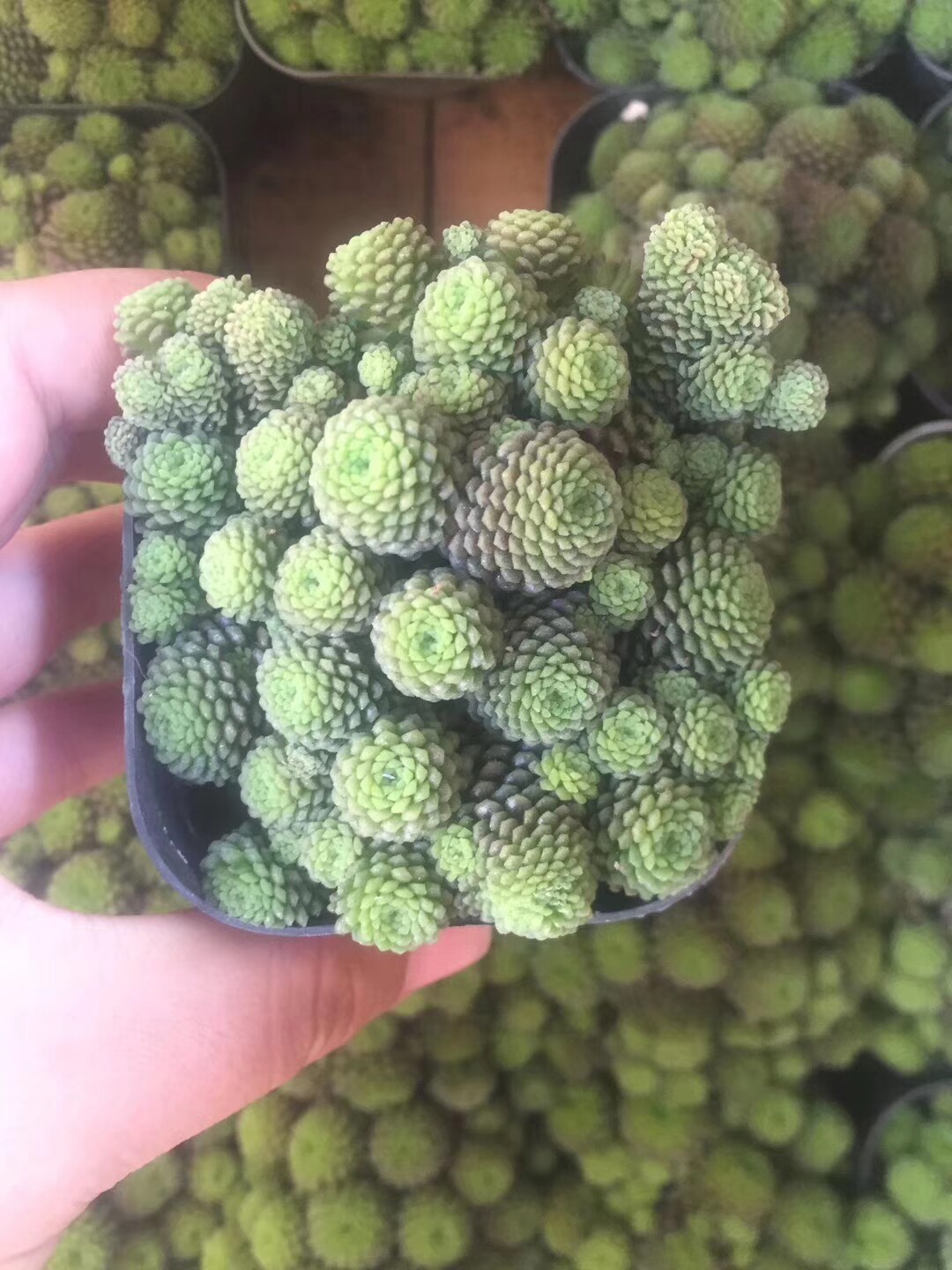 多肉植物魔男6cm多肉植物