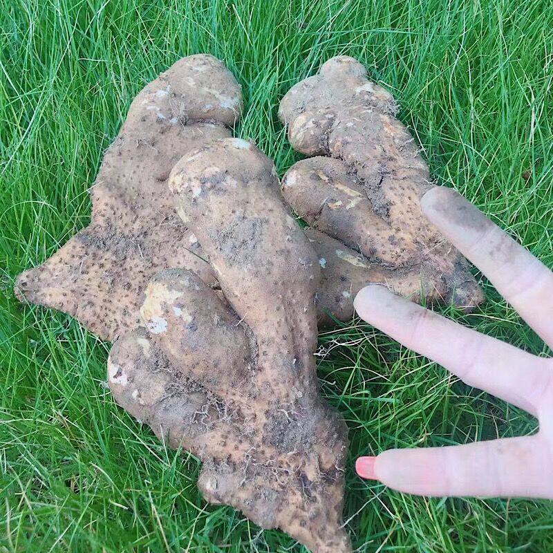 湖北黄冈浠水武穴蕲春土特产农家现挖佛手新鲜新鲜山药