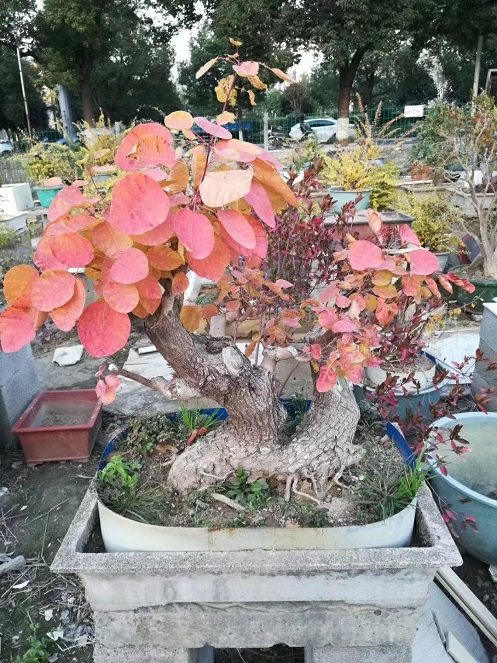 黄栌对接蔷薇蜡黄白蜡黄盆景庭院水蜡阳台榔榆大型绿植