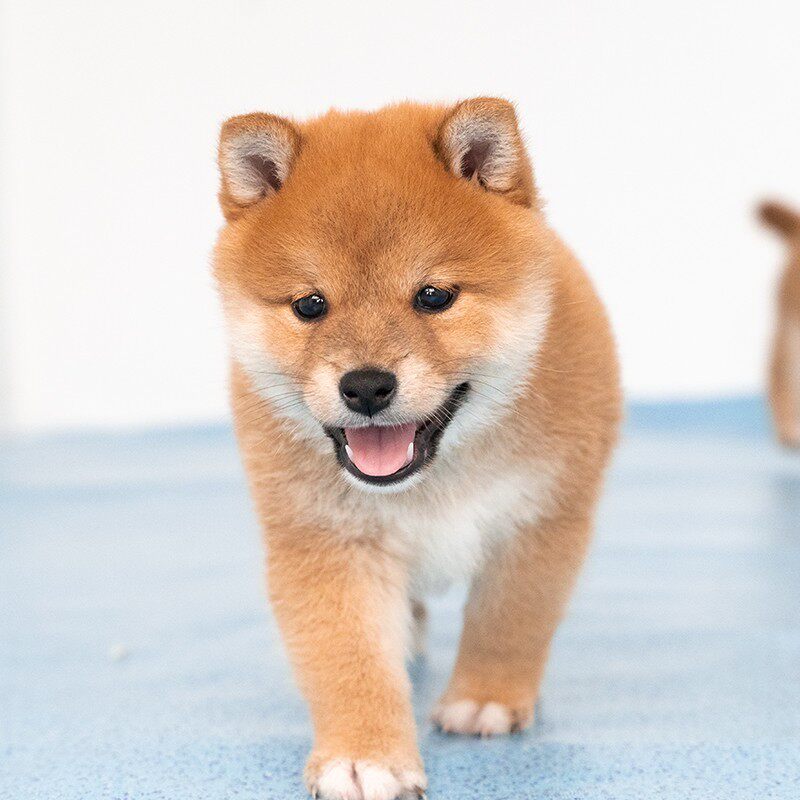 无偿宠物狗宠物秋田犬小柴豆柴柴赤领养日本活体宠物训练