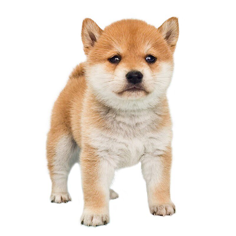 无偿宠物狗宠物秋田犬小柴豆柴柴赤领养日本活体宠物训练