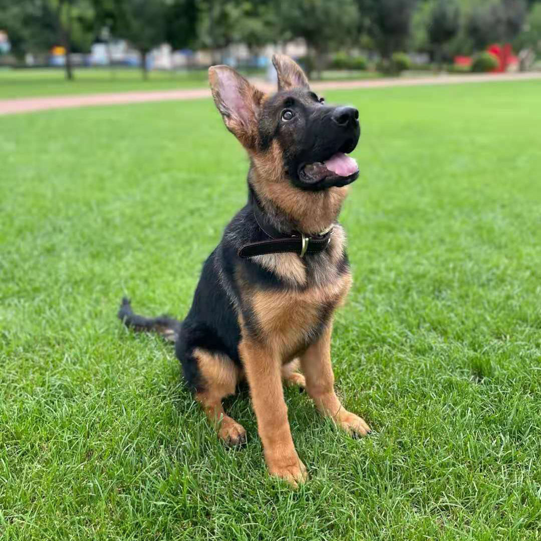 无偿德国宠物狗宠物犬马牧羊犬牧羊警犬领养军犬畜牧