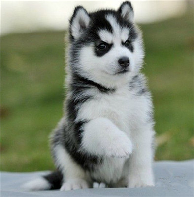 出售纯种哈士奇幼犬活体三火双蓝眼二哈雪橇犬中型宠物训练