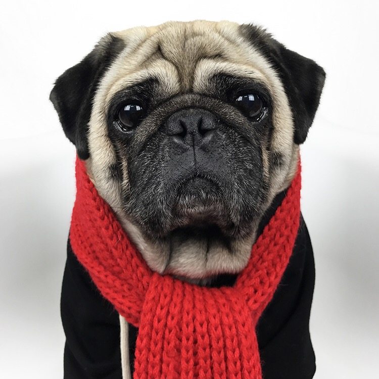 围巾宠物巴哥法斗秋冬针织日韩韩风造型狗狗围巾