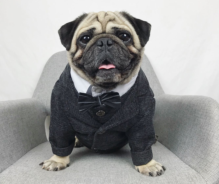 狗狗西装衣服巴哥法斗西服泰迪雪纳瑞柯斗牛犬宠物服装