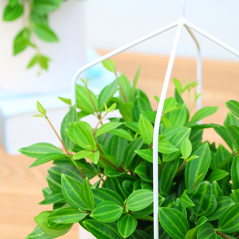 钻石翡翠办公室防辐射绿植盆栽桌面净化空气白脉椒草小绿植