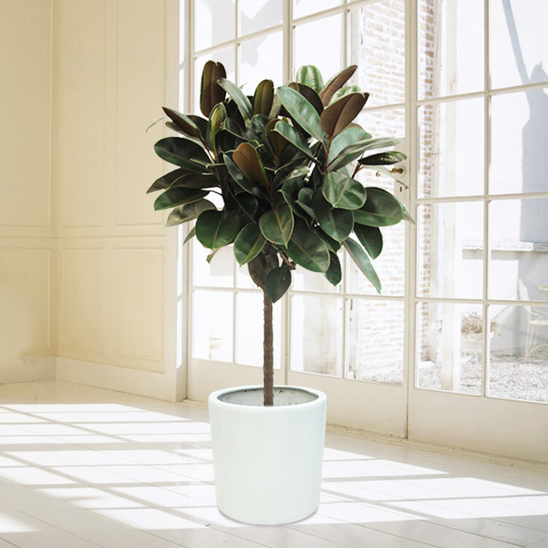 橡皮树黑金刚植物盆栽室内植物净化空气喜阳耐晒阳台好养植物