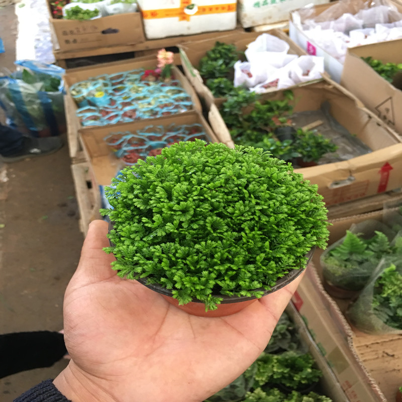 绿地球桌面盆栽绿地珊瑚厥常绿蕨类植物翠云草绿地球