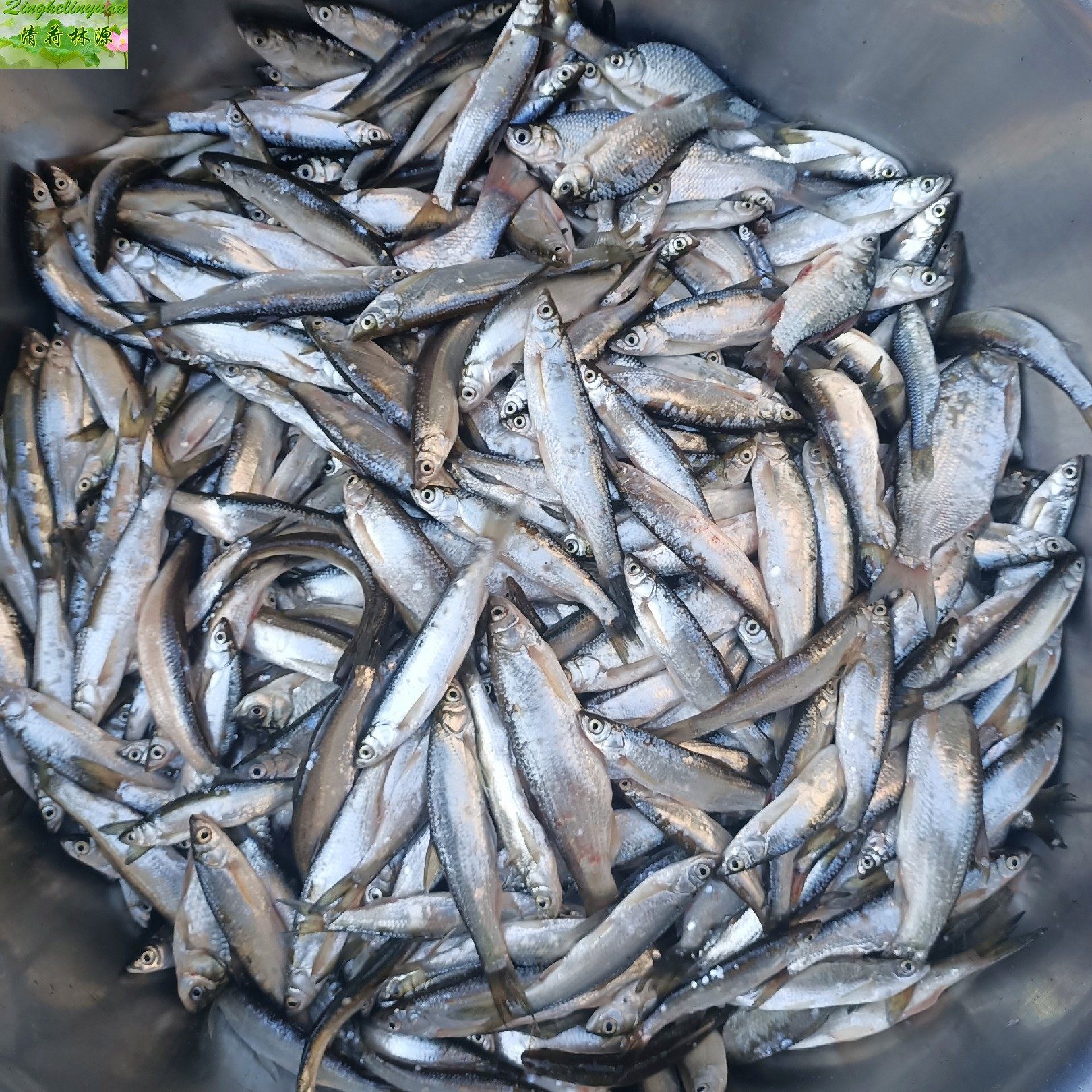 湖北鲜活现杀野生黄鳝活体长鱼鳝鱼黄鳝鱼500g