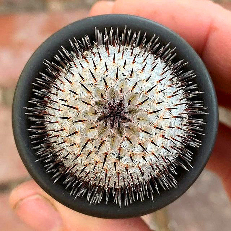 直刺佩雷乳突球属仙人盆栽花卉稀有品种精品多肉植物