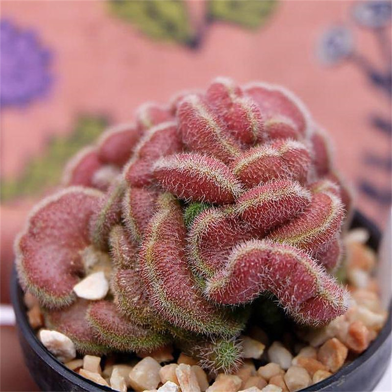 仙人红檀缀化球自根仙人掌掌科植物盆栽多肉花卉多肉植物