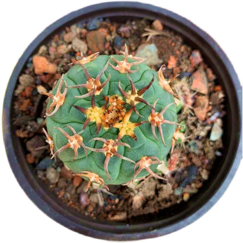 猫爪仙人球实生短刺天平丸稀有品种肉肉狂刺仙人掌类多肉植物盆景-mc