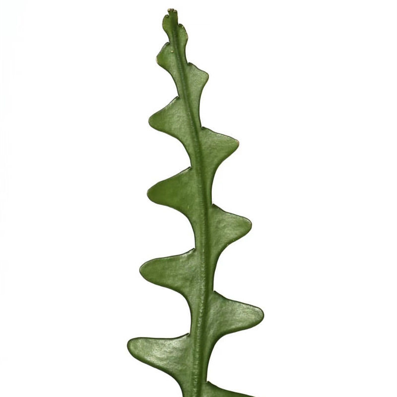 fishbone鱼骨令箭稀有品种多植物仙人掌室内盆栽多肉植物