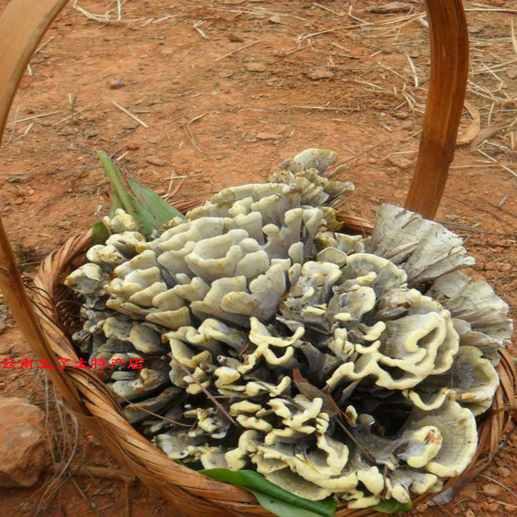 野生干巴云南特产新鲜马牙菌山珍牛肝菌鸡枞菌松新鲜松茸