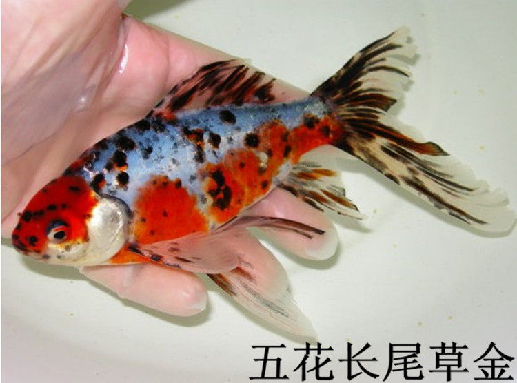 长尾五花草金鱼花鲫鱼新款淡水金鱼尾花草鱼鱼