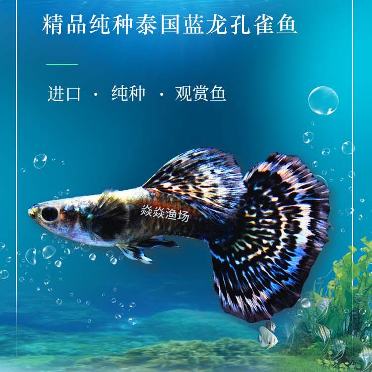 孔雀稀有精品泰国蓝龙马赛克淡水鱼凤尾鱼小型热带鱼