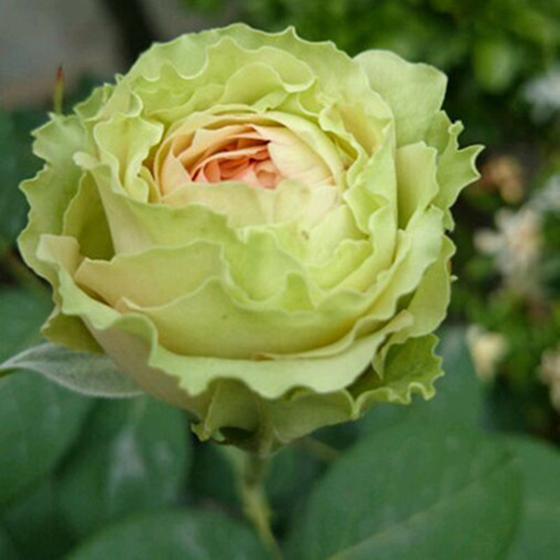 欧洲月季花吸引力灌木切花月季花苗阳台花卉