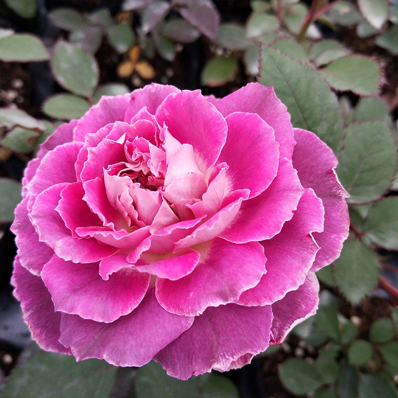 凯瑟琳月季花苗欧月花盆盆栽阳台庭院绿植紫红时令草本花卉