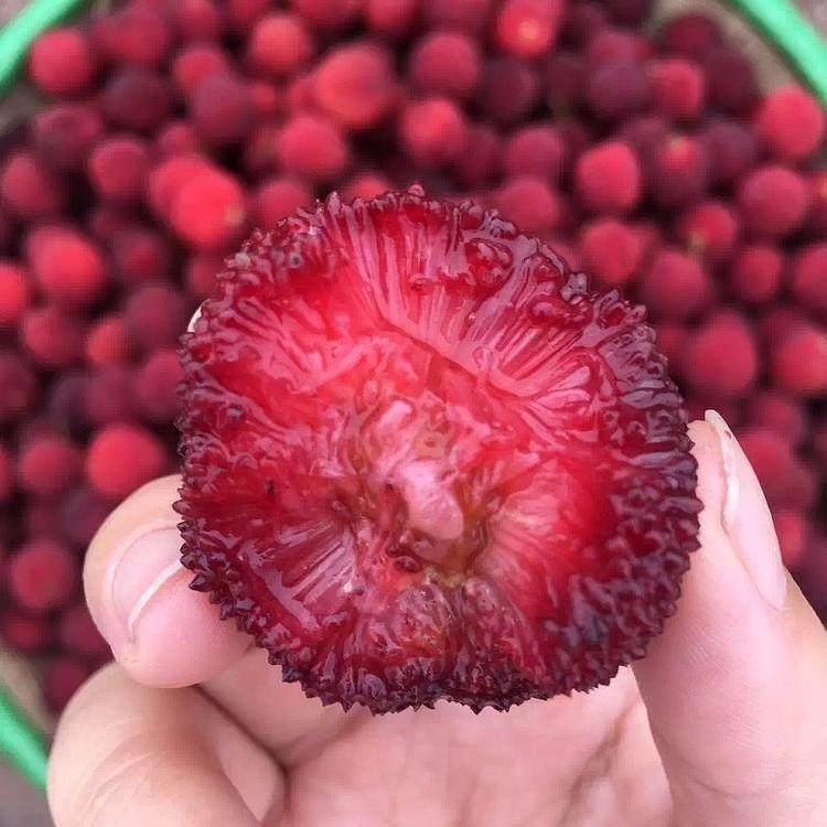 杨梅始兴新鲜6斤装东魁大果甜现摘现发广东韶关杨梅