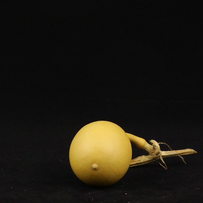 葫芦实物视频天然小油蚂蚁肚小文玩手捻手把葫芦