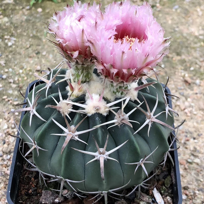 仙人二月凌波球强刺球花期开花球金琥球桌面多肉植物