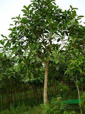 榕树苗高山榕苗马榕苗常青树苗大叶榕苗庭院绿化苗木榕树树苗