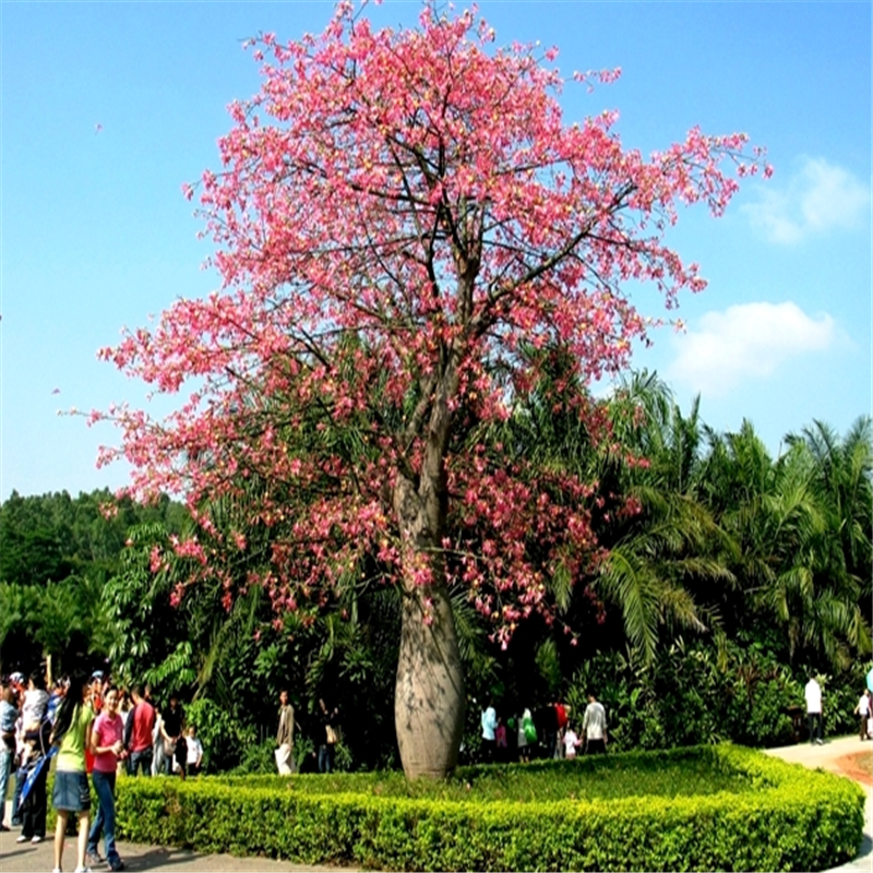 美人树苗美丽异木棉美丽异木棉苗庭院植物美人树开花植物景观树苗