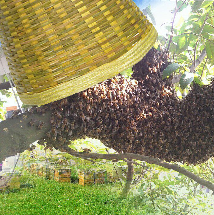 蜂具竹制收蜂笼捕蜂笼收蜂篓手工编制竹子收蜂笼养蜂工具