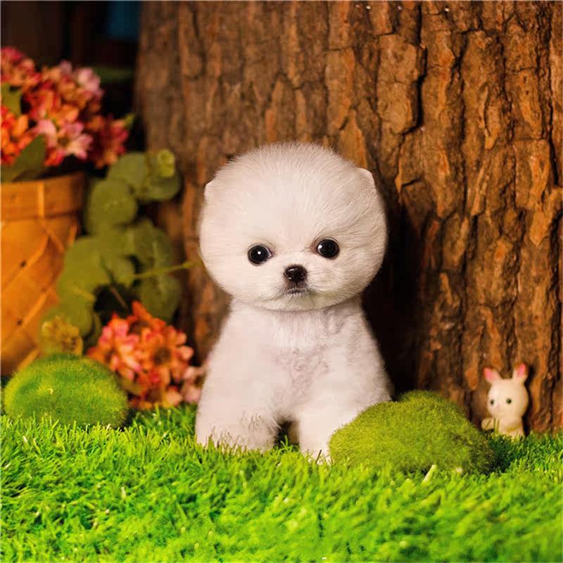 俊介博美犬幼纯种幼体茶杯玩赏迷你长不大的狗狗