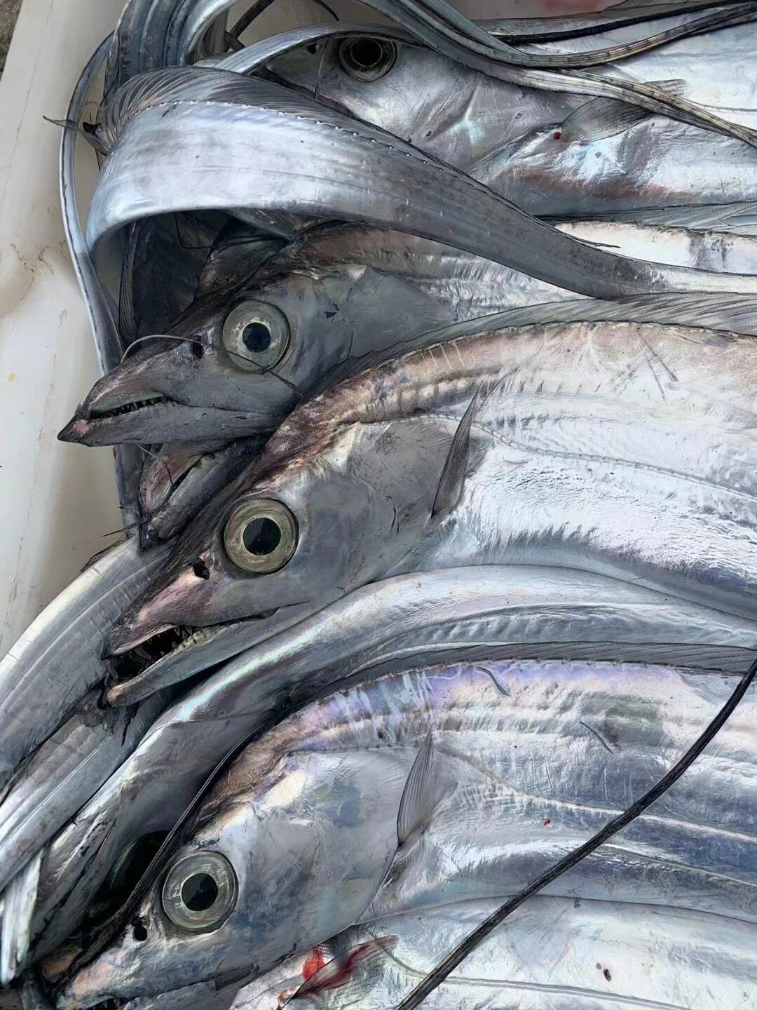 带鱼舟山海钓3斤新鲜野生水产鲜活小眼整条带鱼