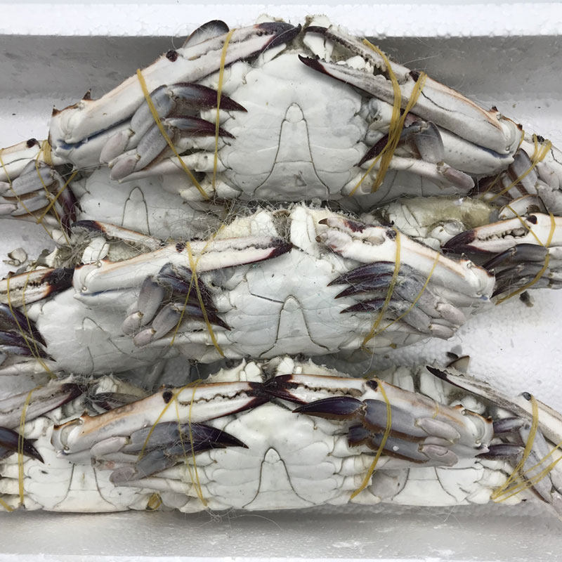 梭子蟹鲜活冷冻特大螃蟹液氮红膏蟹舟山水产海鲜冻蟹有5斤10斤装