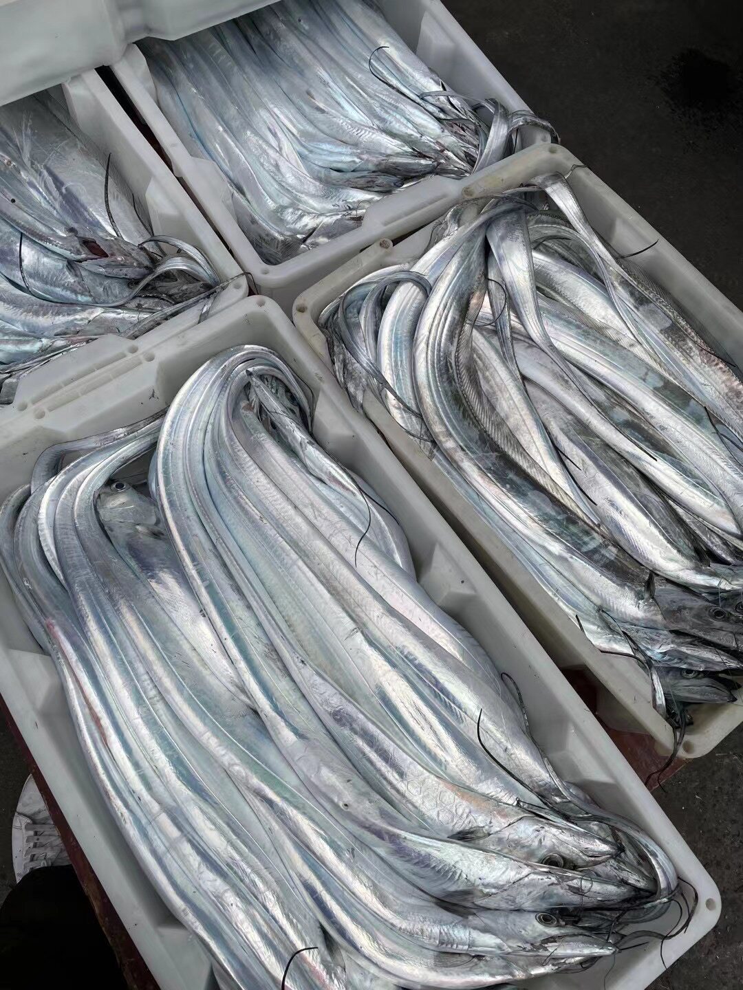 带鱼舟山海钓3斤新鲜野生水产鲜活小眼整条带鱼