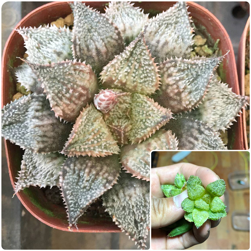 植物彩虹城寿花蟹十二卷多白银美吉磨面多肉多肉植物