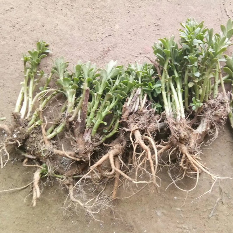 食用救心菜 2斤 养心菜 救心菜 不带叶光根救心草费菜景天