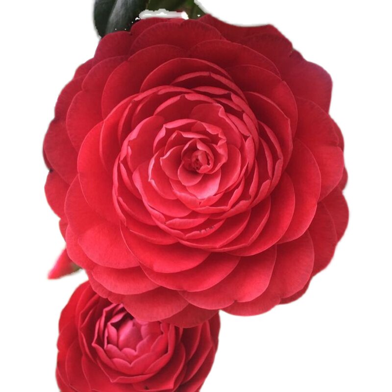 红赤茶花花苞当年开花室内盆栽花卉庭院时令草本花卉