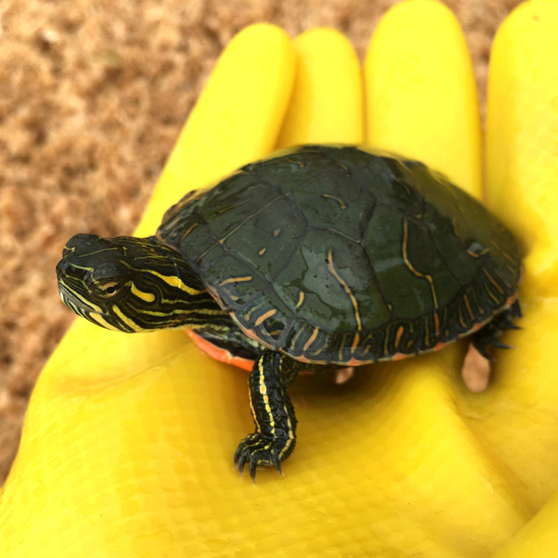 锦龟外塘西部活体小乌龟观赏深水龟红底腹东部龟