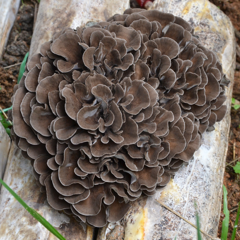 灰树万成庆元多糖舞茸食用菌干货无泥泥沙200g香菇类