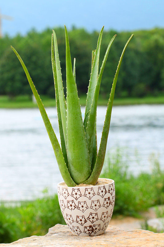 美国国库拉索芦荟盆栽室内植物美容院灌肤专用绿植