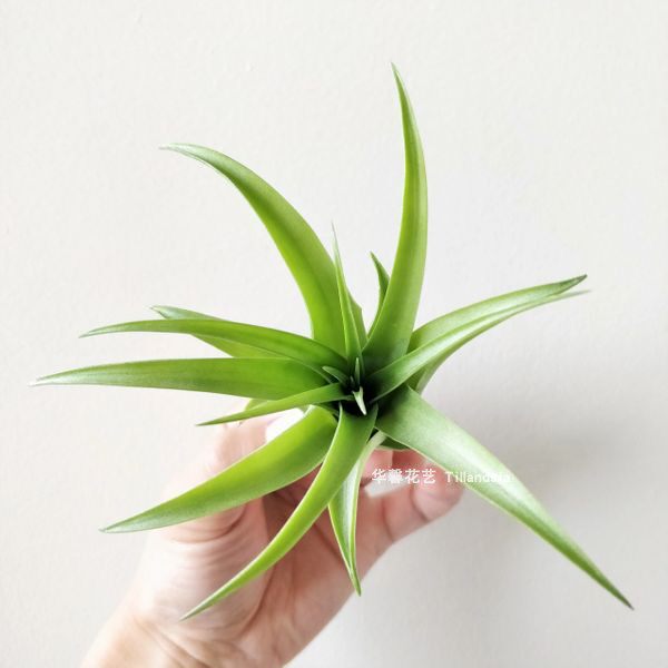 空气凤梨无土植物超级贝可利室内客厅办公桌面绿植盆栽易养活绿植