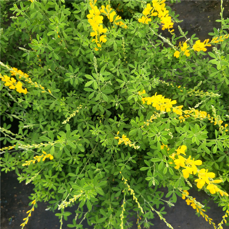 黄金雀花金雀花盆栽带花室外阳台庭院花卉